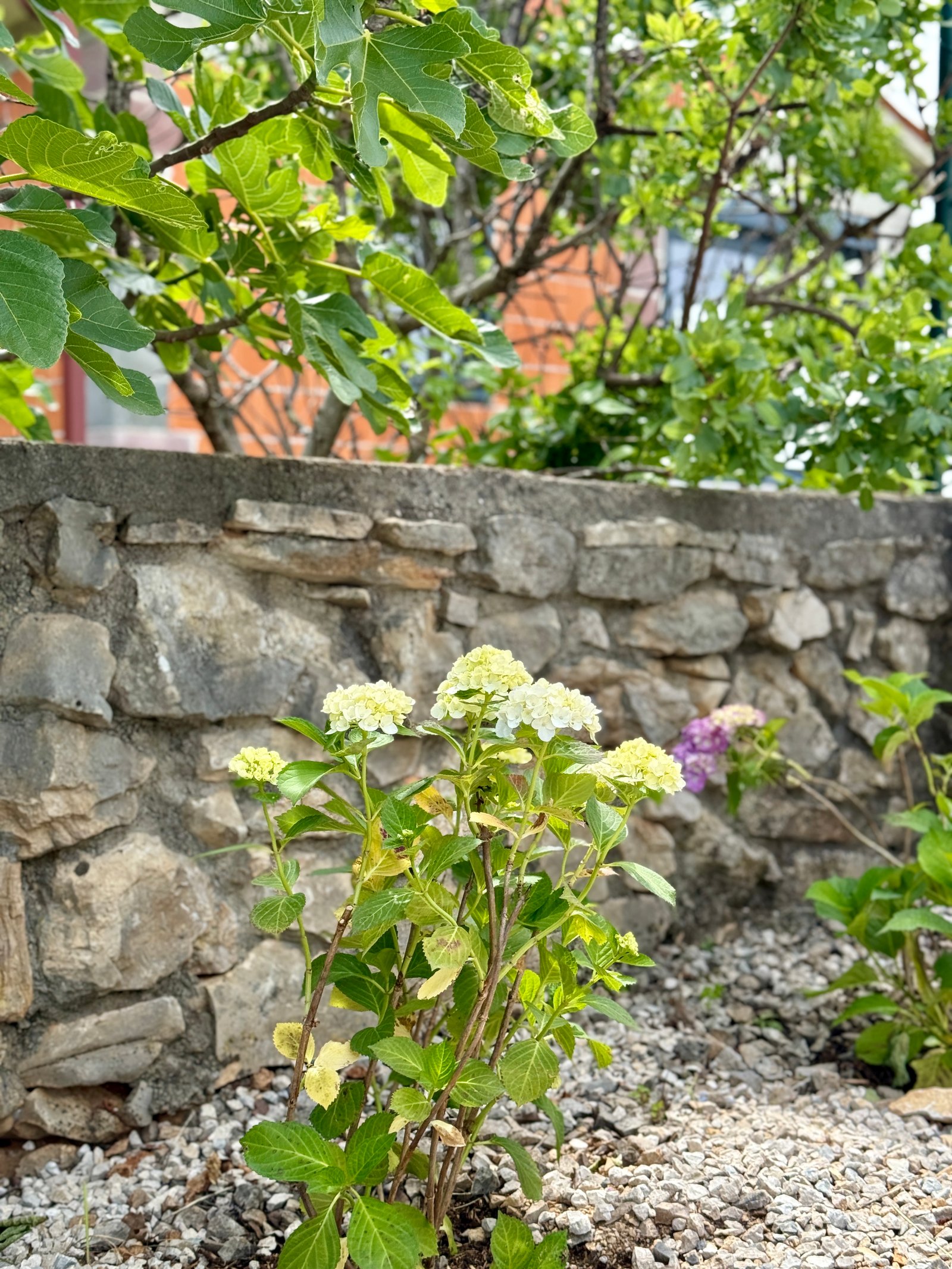 Plaža Pripanje – klidná zátoka ve stínu borovic